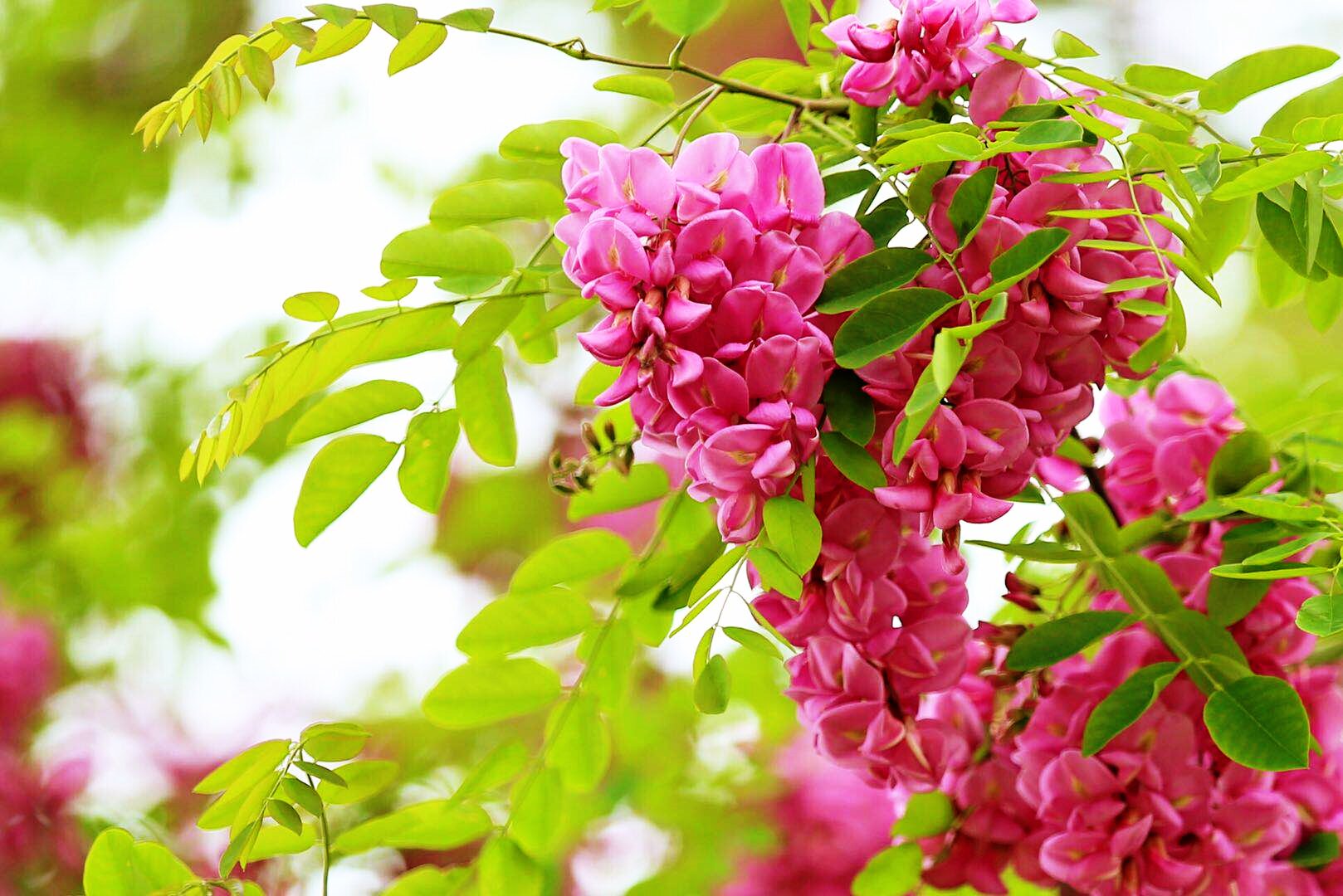 写槐花美的诗句,描写槐花清新淡雅香气四溢的诗句