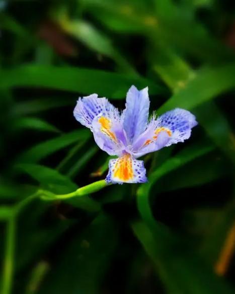 所有的蝴蝶花怎么养,怎样养好蝴蝶花