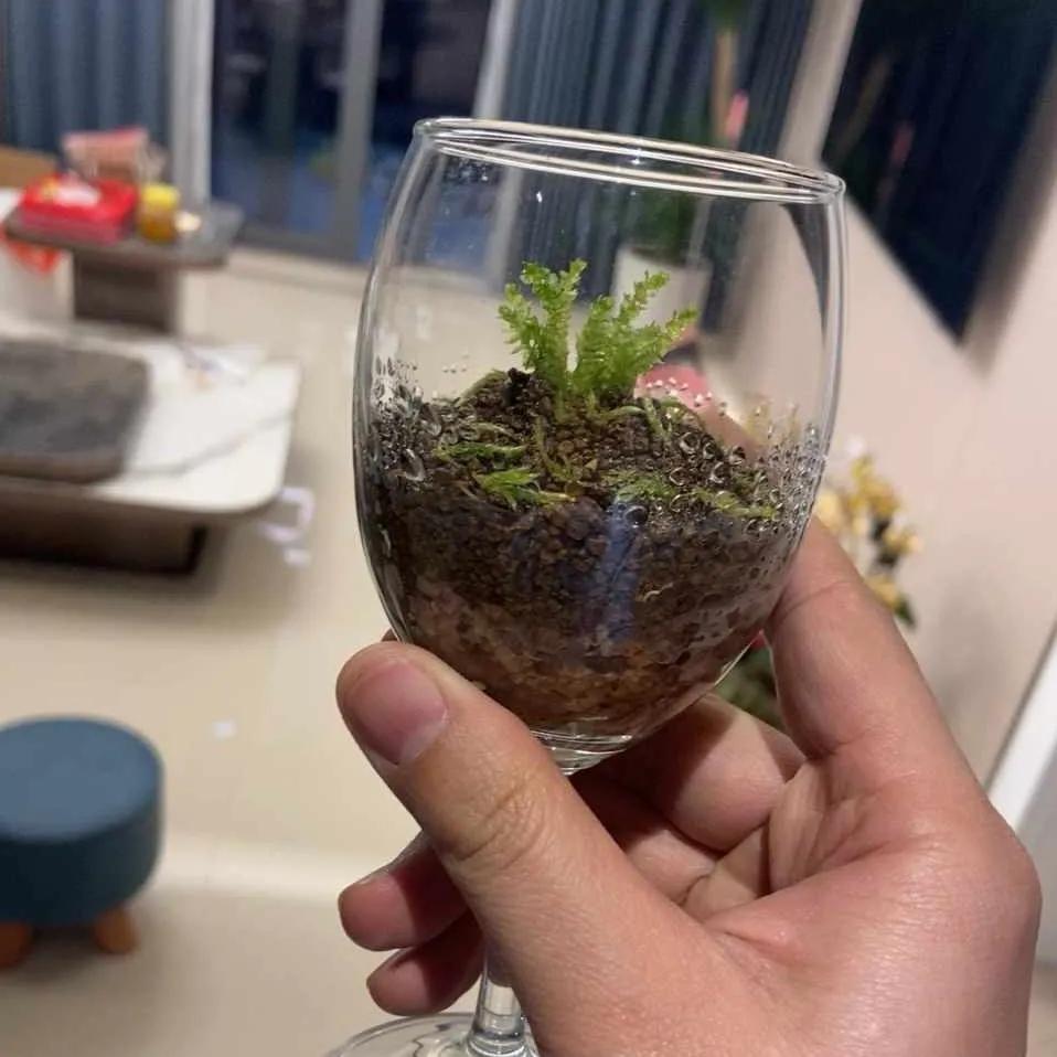 十大最怕太阳暴晒的花,最怕阳光的是什么花