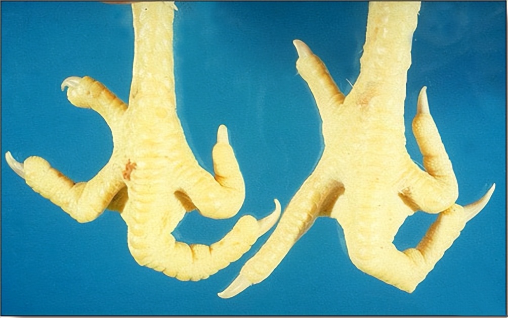 鸡有哪些疾病,鸡有炎症什么表现