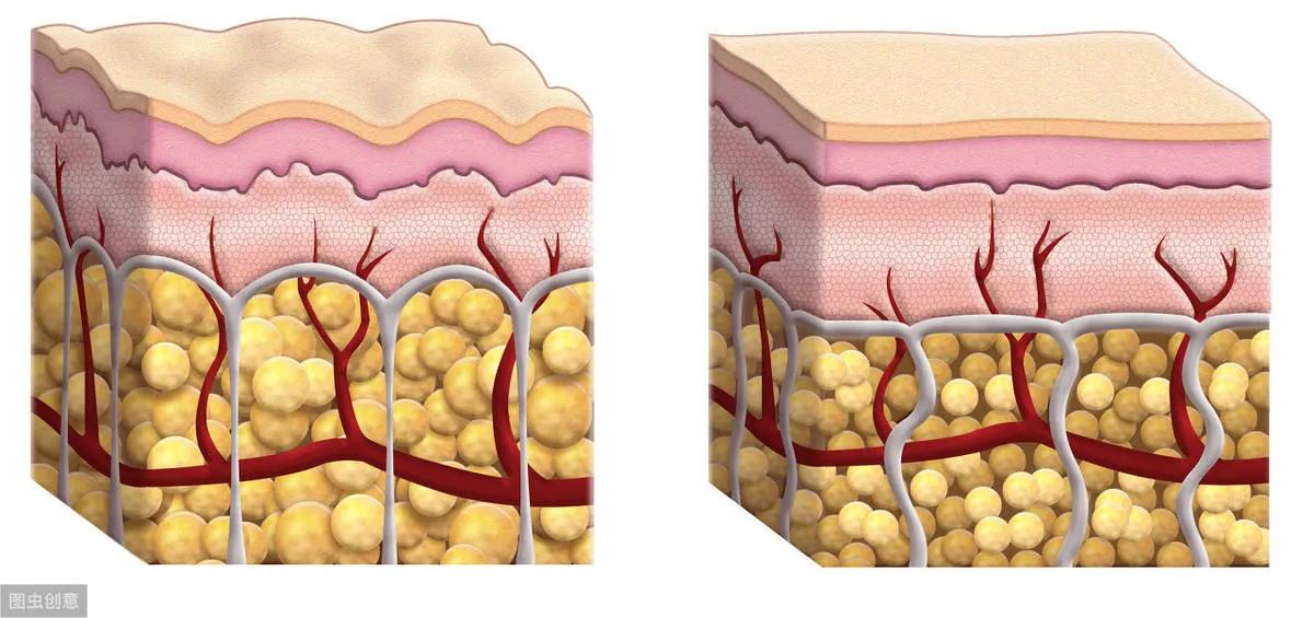 狗能不能吃猪肉宠物狗可以喂肉吗,为什么兽医说狗狗不能吃猪肉