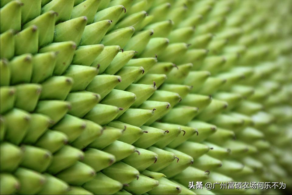 广州富硒农场:用嘴可亲到的菠萝蜜,别用头碰我