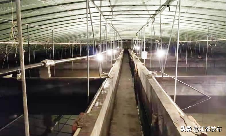 武坚镇温室养殖大户居友宝有本“致富经”——“养甲鱼，要先养水！”