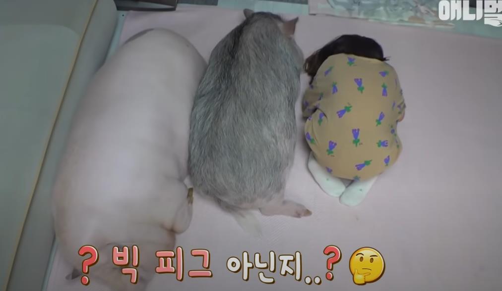 韩国女孩养迷你猪秒变大胖猪,如今带它们刻苦运动节食减肥