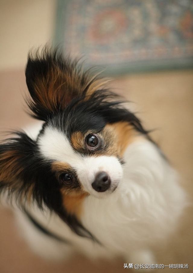 世界名犬排名前100图巴哥犬,世界名犬约克夏价格