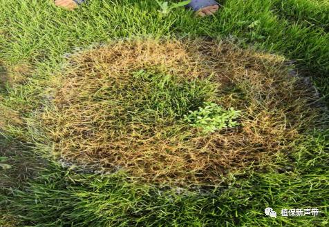 草坪锈病的病害预测及防治策略,草坪病害识别与防治