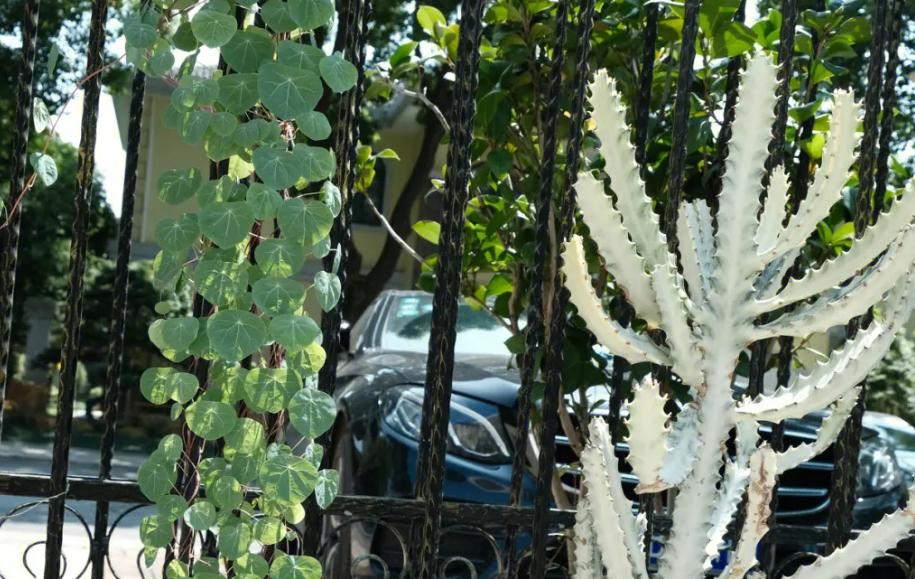 养山乌龟的风水,养山乌龟用什么盆最好