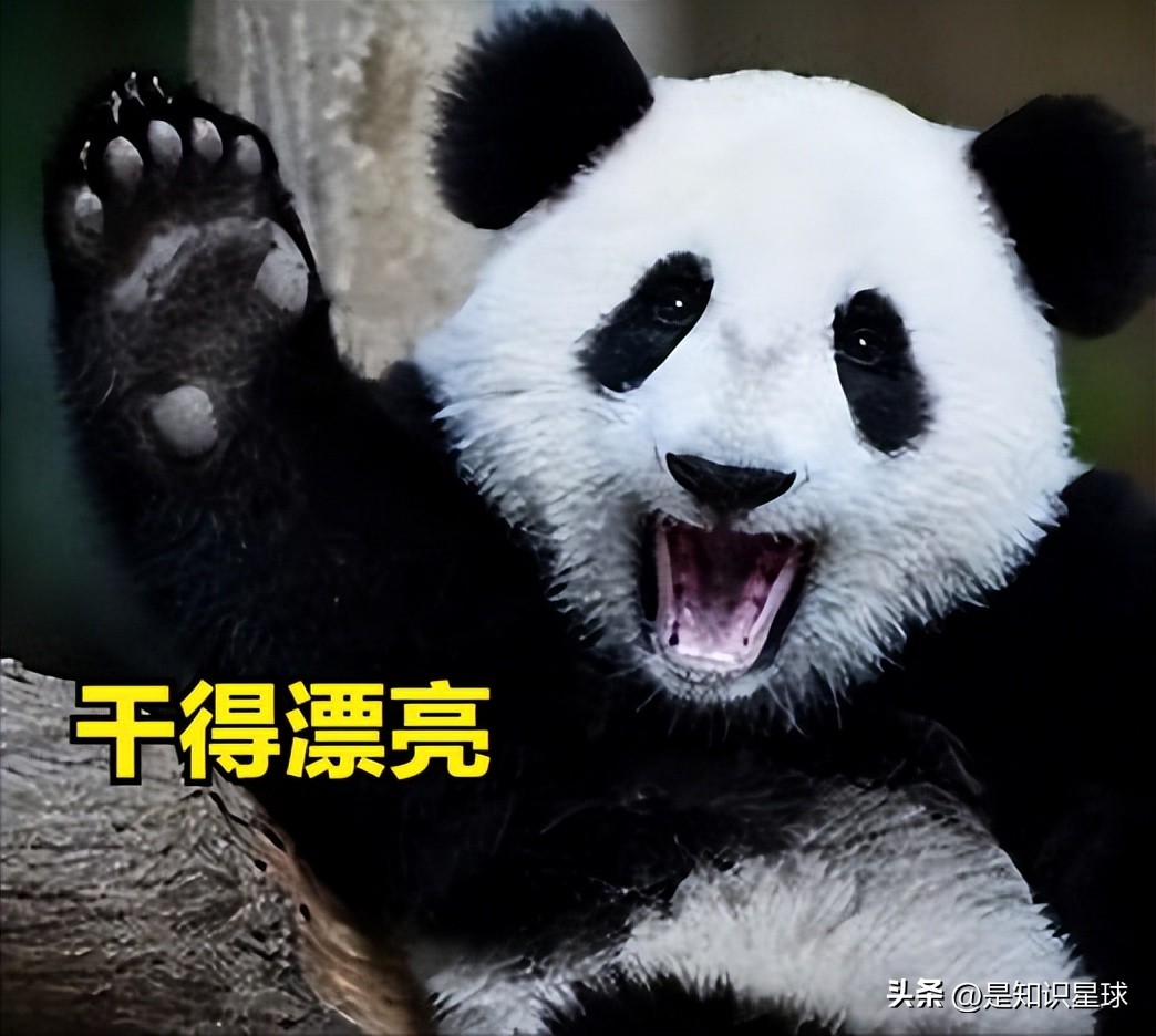 熊猫指头的特点,熊猫手指有几个指头