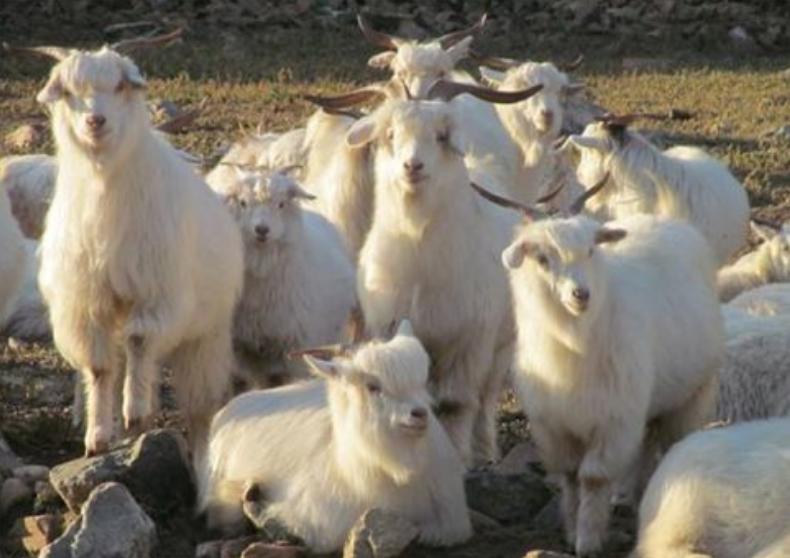 自家羊被咬死怒杀大熊猫,自家羊被大熊猫咬死判了多少年