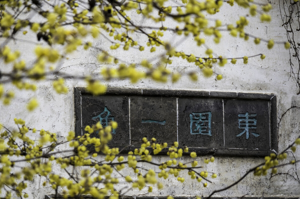 篱菊抱香死，化入岁寒枝——腊梅，腊月之花，凌寒早放，傲骨天香