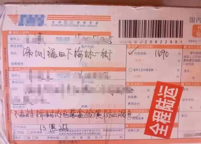 冬青树苗购买,购买红果冬青树苗