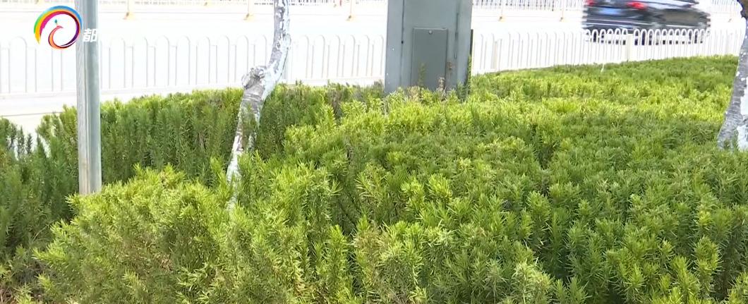 鏄嗘槑缁垮寲甯﹁糠杩鍥炬枃,鏄嗘槑缁垮寲甯﹀叏鏄糠杩