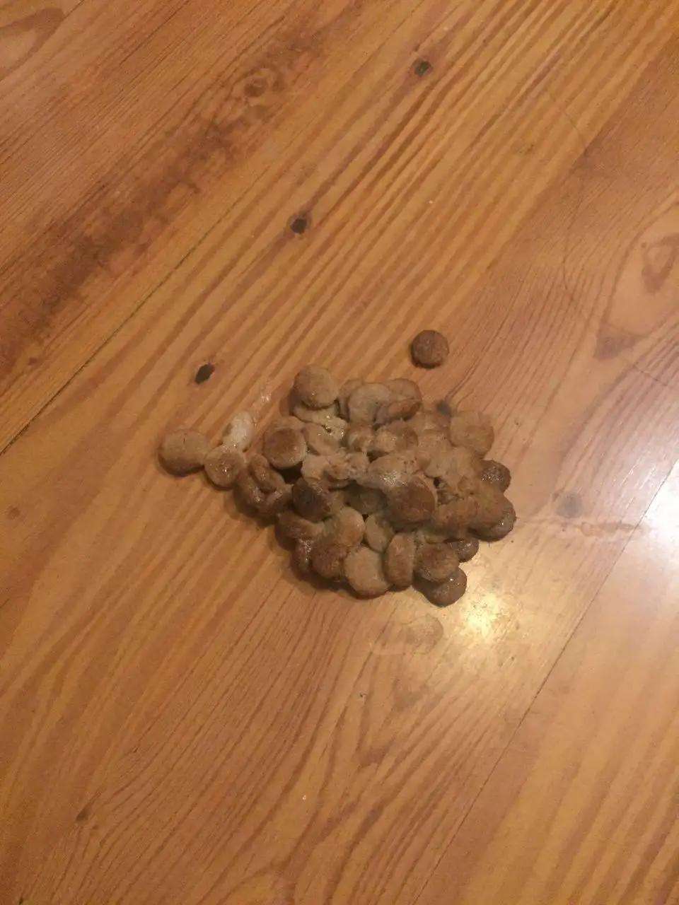 狗狗胰腺炎呕吐颜色,狗狗呕吐急救攻略分清症状能保命