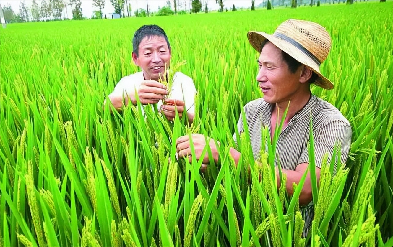 政策性农业保险怎么样,完善政策性农业保险机制