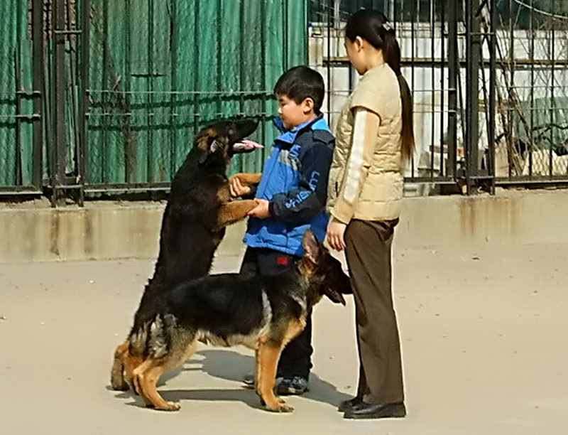 德牧养殖技术书籍大全,德牧饲养攻略