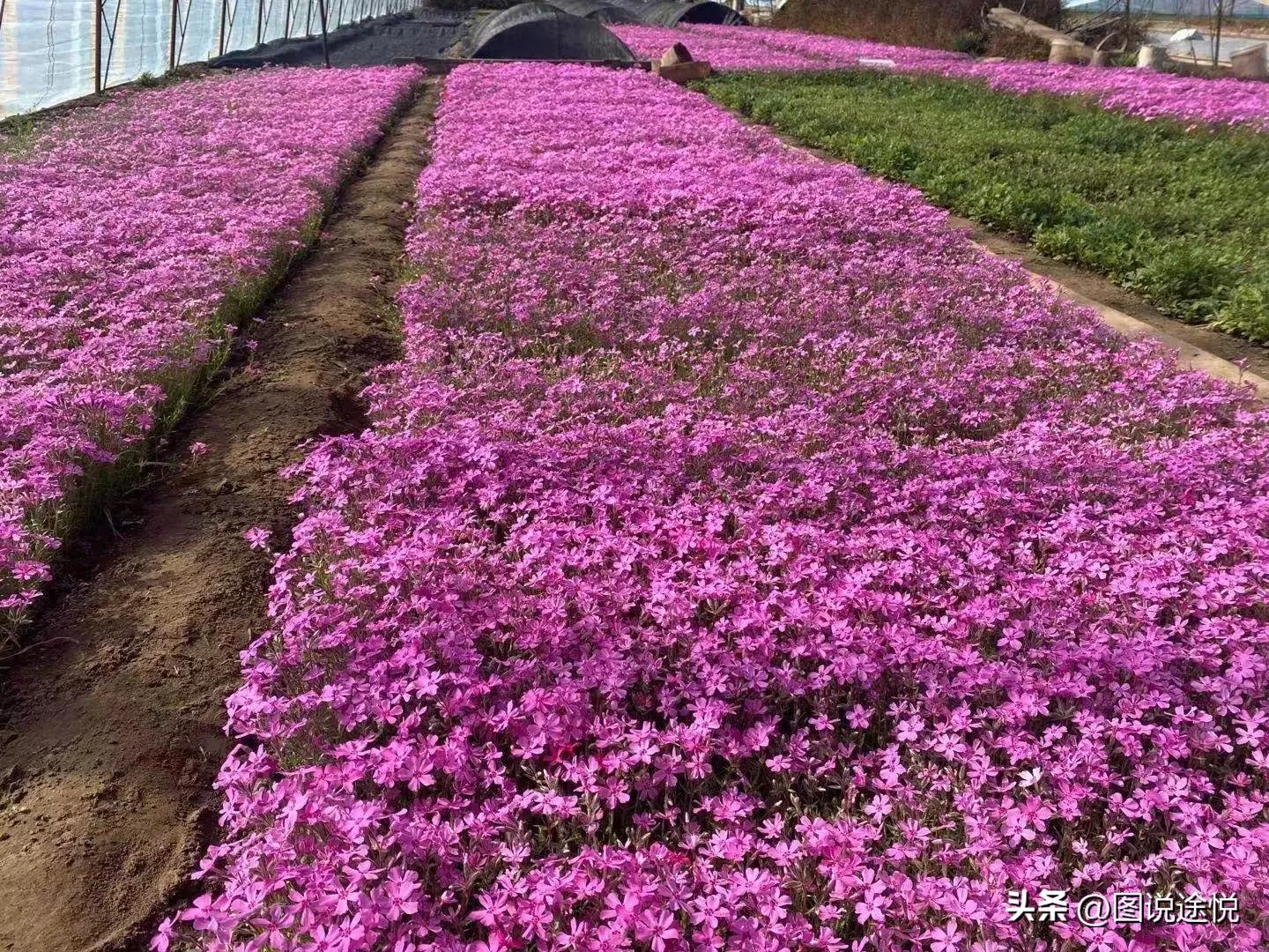 来“中国福禄考之乡”，千亩花田小镇中坐赏鲜花闲看云