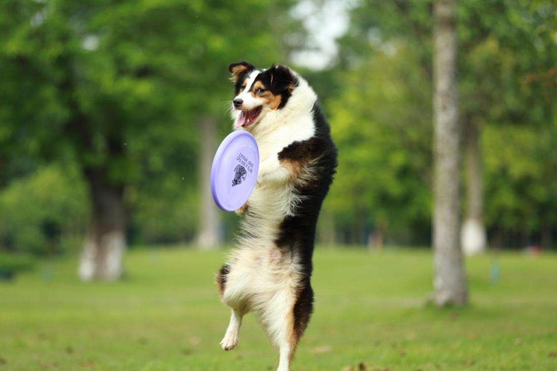 城市狗狗死了丢哪里,家里的狗狗死了埋在哪里