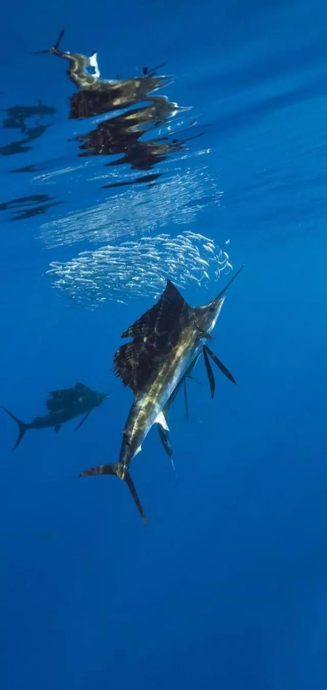海底世界高清大图壁纸,手机动态海底世界鱼壁纸