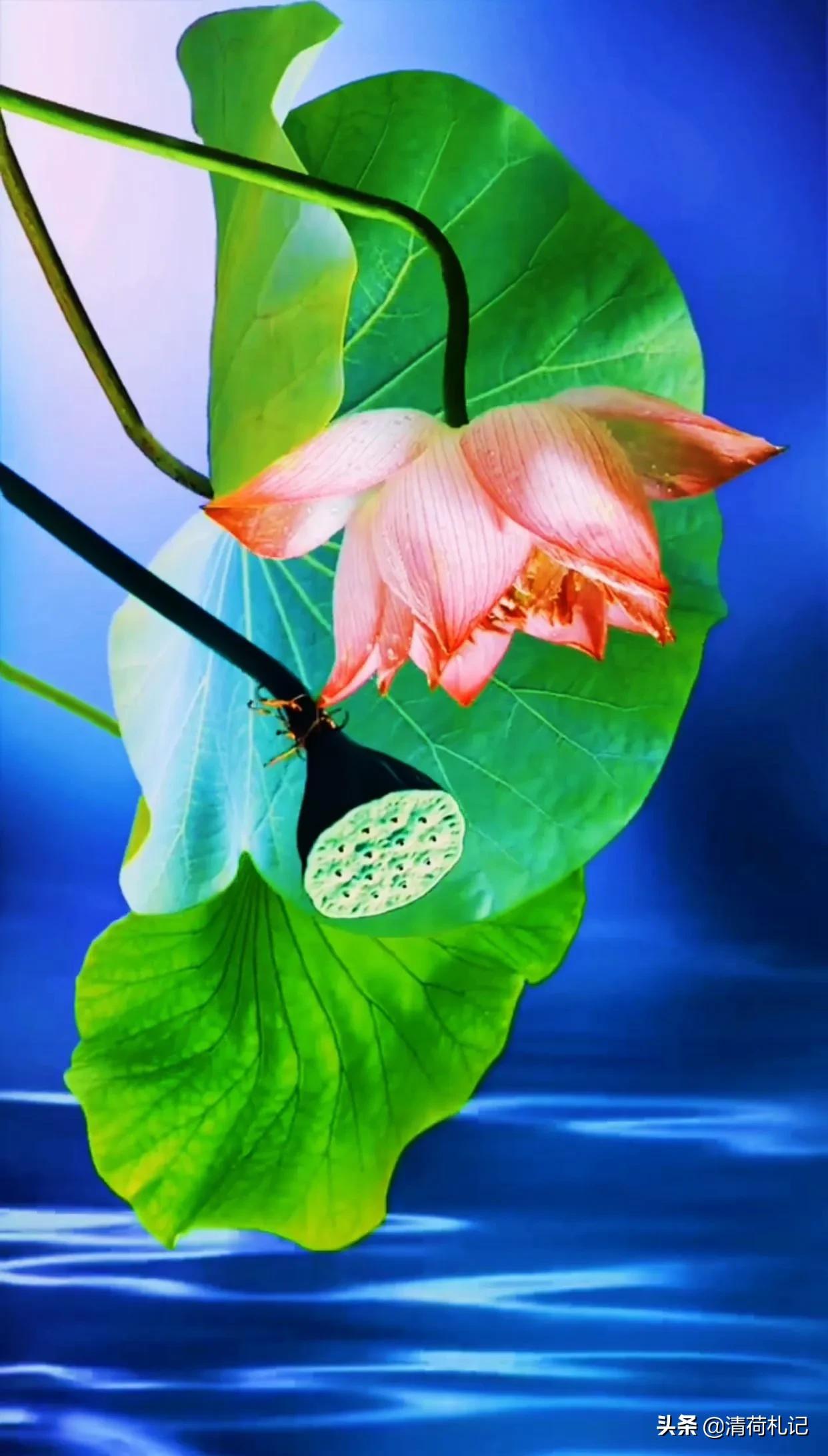 清荷札记心无杂念向美而行,清荷札记人生感悟与君共勉