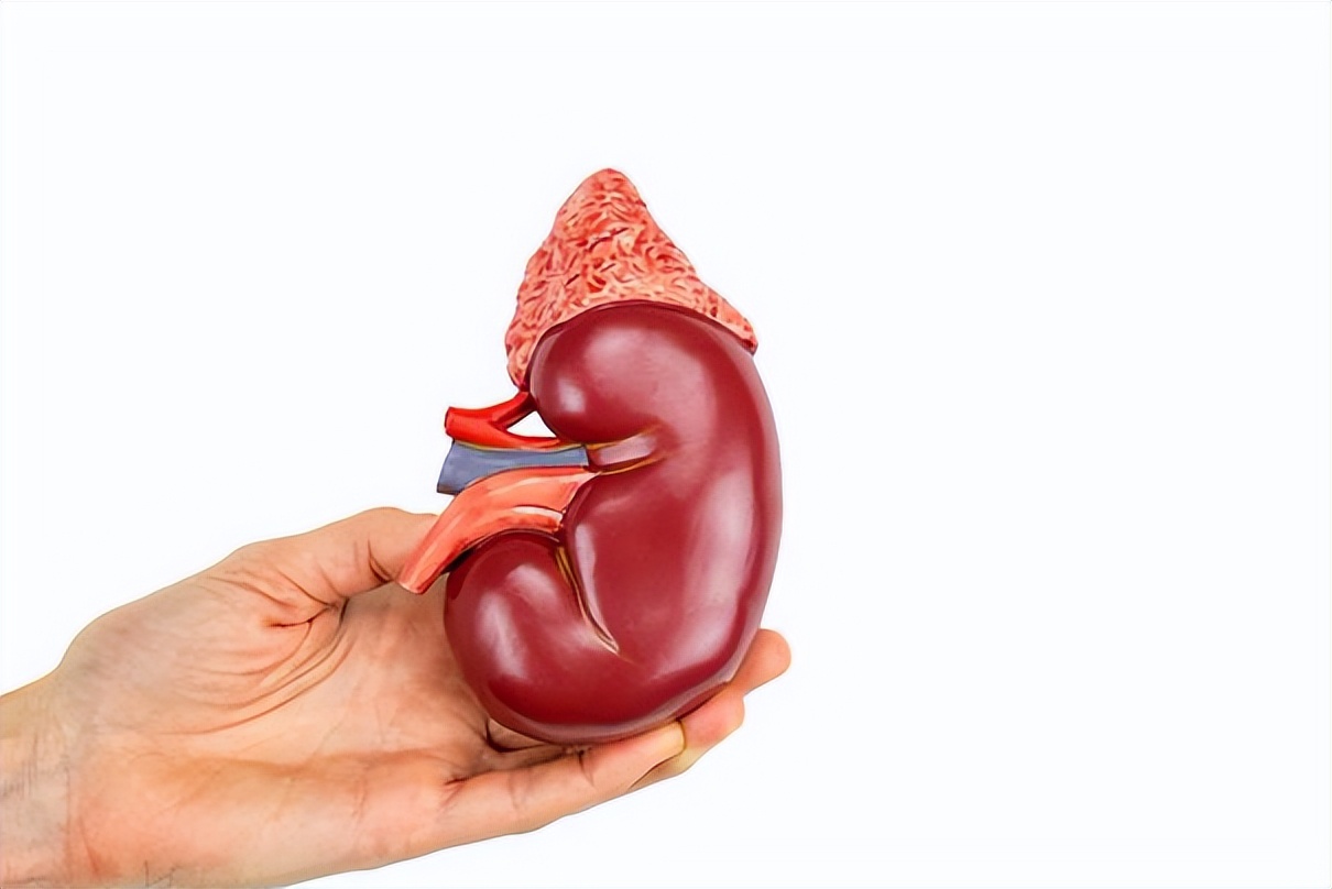 得了肾囊肿该怎么办,查出肾囊肿