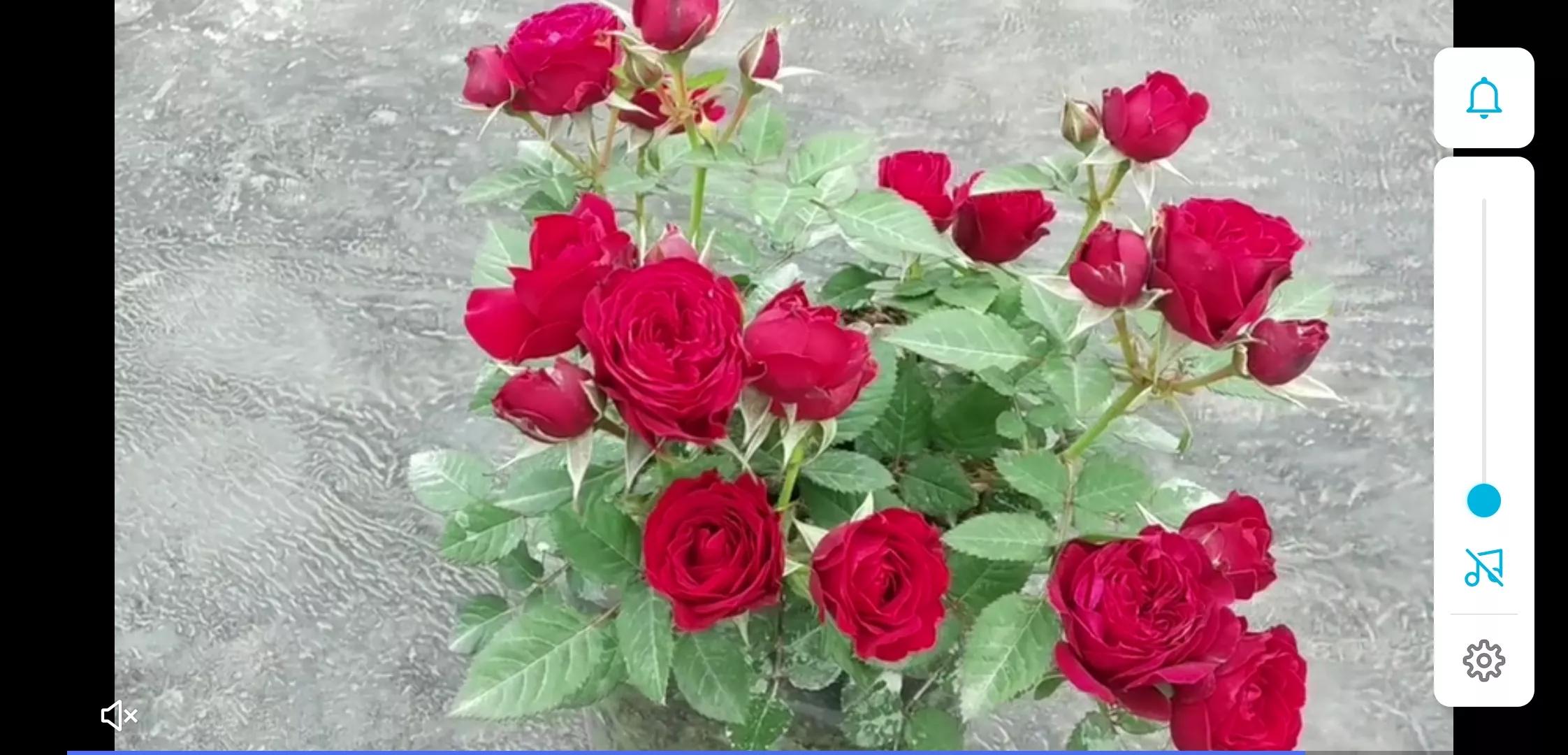 常见切花月季一览（45）