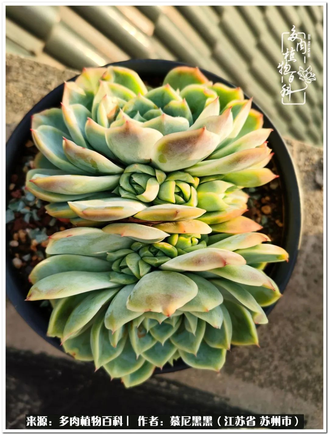 生活需要三分甜,生活需要一半禅意一半烟火