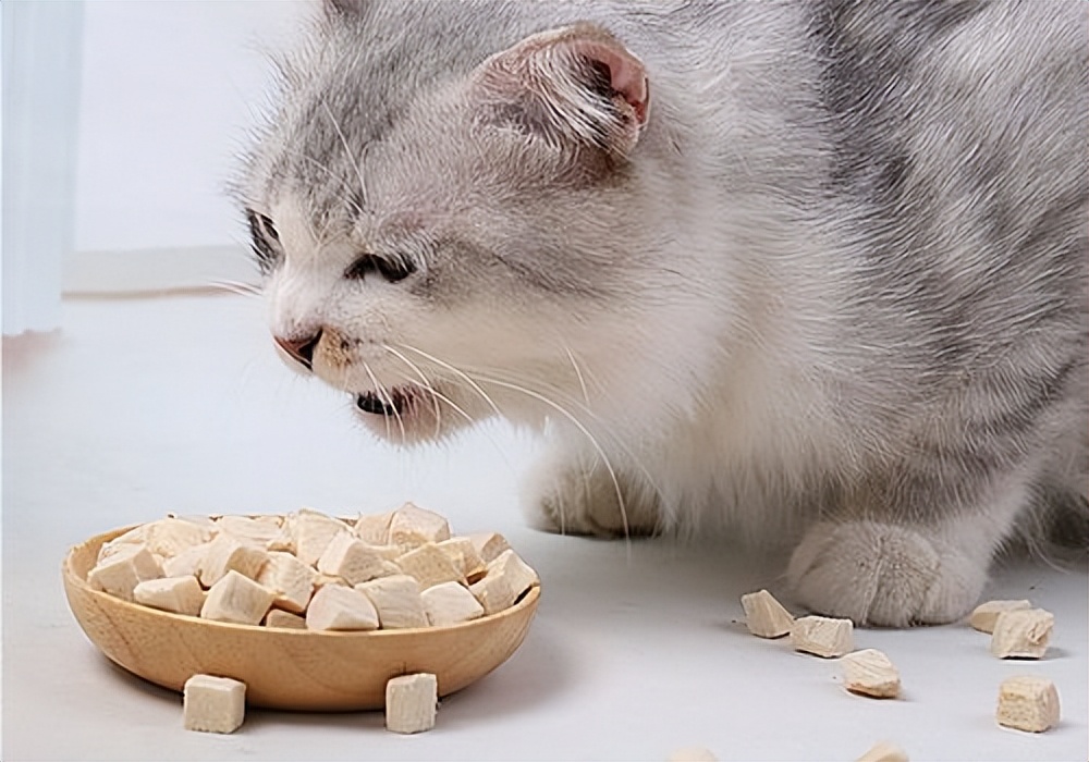 新手养猫猫咪轻咬人,养猫猫轻咬主人啥意思