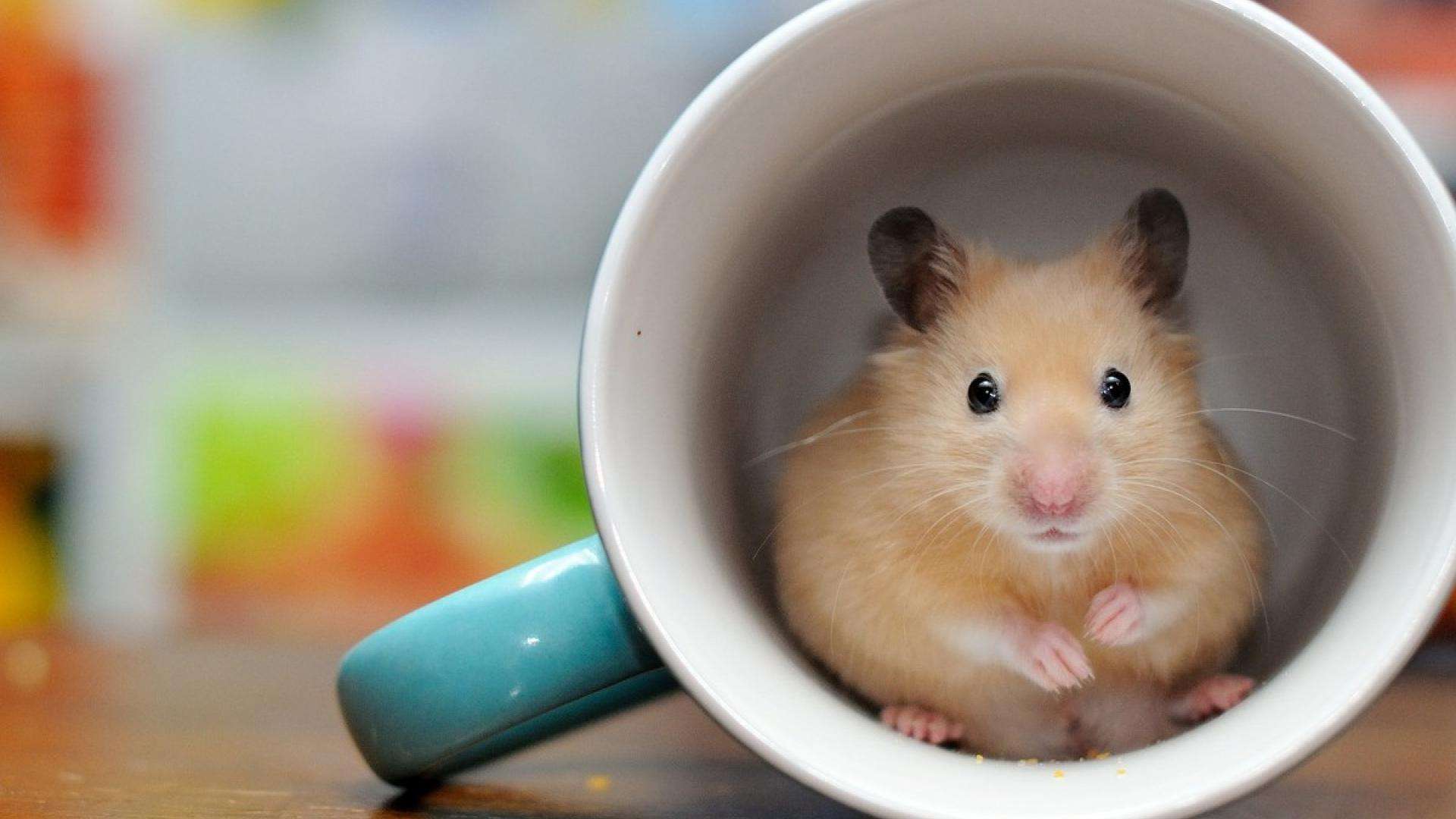 仓鼠拉稀吃什么药效果好,小仓鼠拉稀怎么办