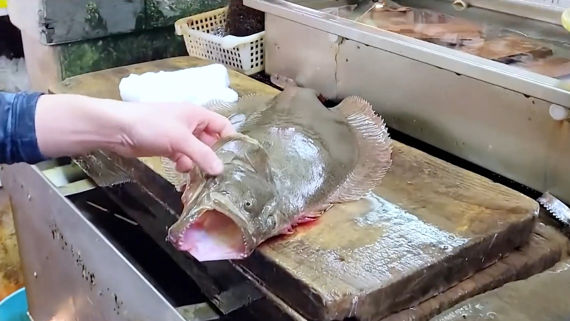 日本最残酷的杀鱼方式,日本人杀鱼绝招