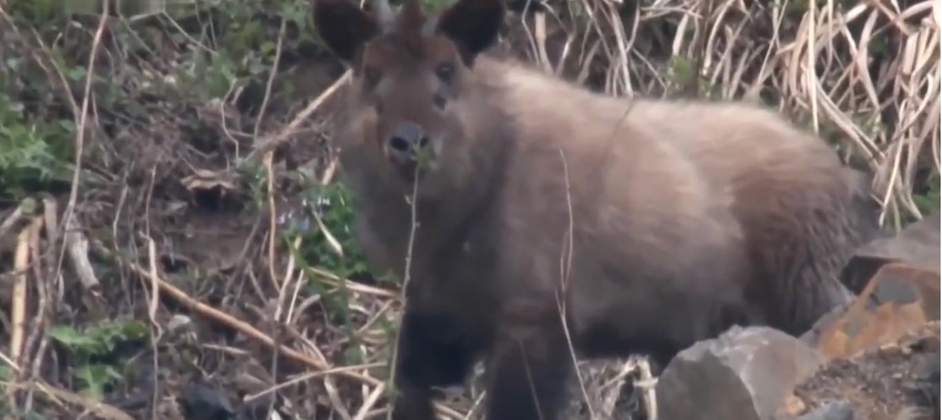 意外发现远古神兽,浙江发现天马