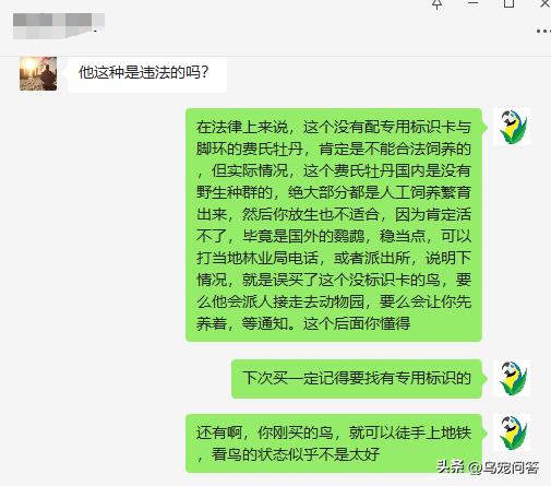 鹦鹉带标识和不带标识的区别,不小心买了违法鹦鹉怎么办