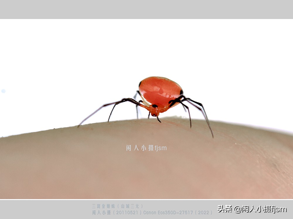 近距离拍摄昆虫小动物,常见昆虫微距摄影活动