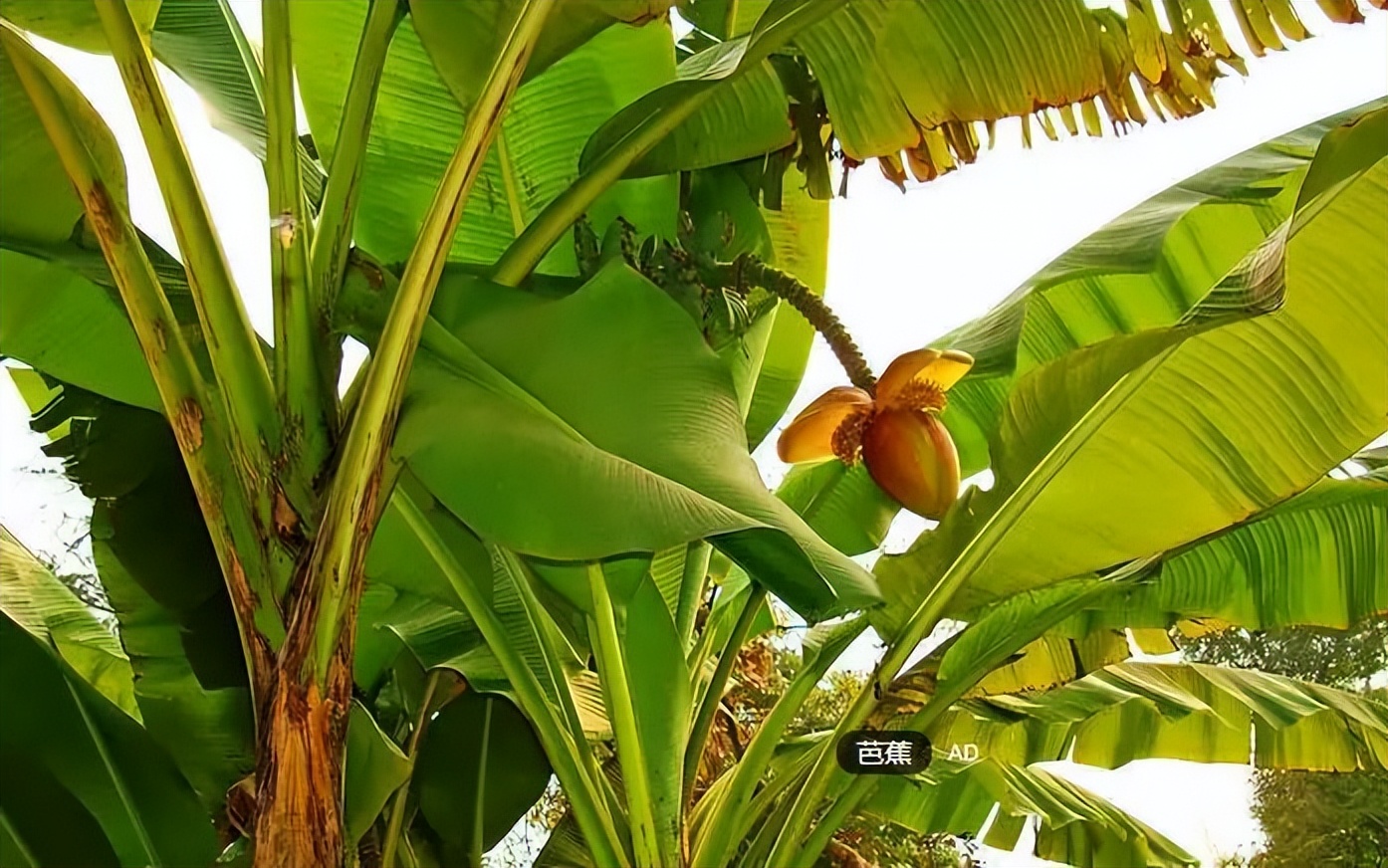 植物识别小口诀，总结的太全了！
