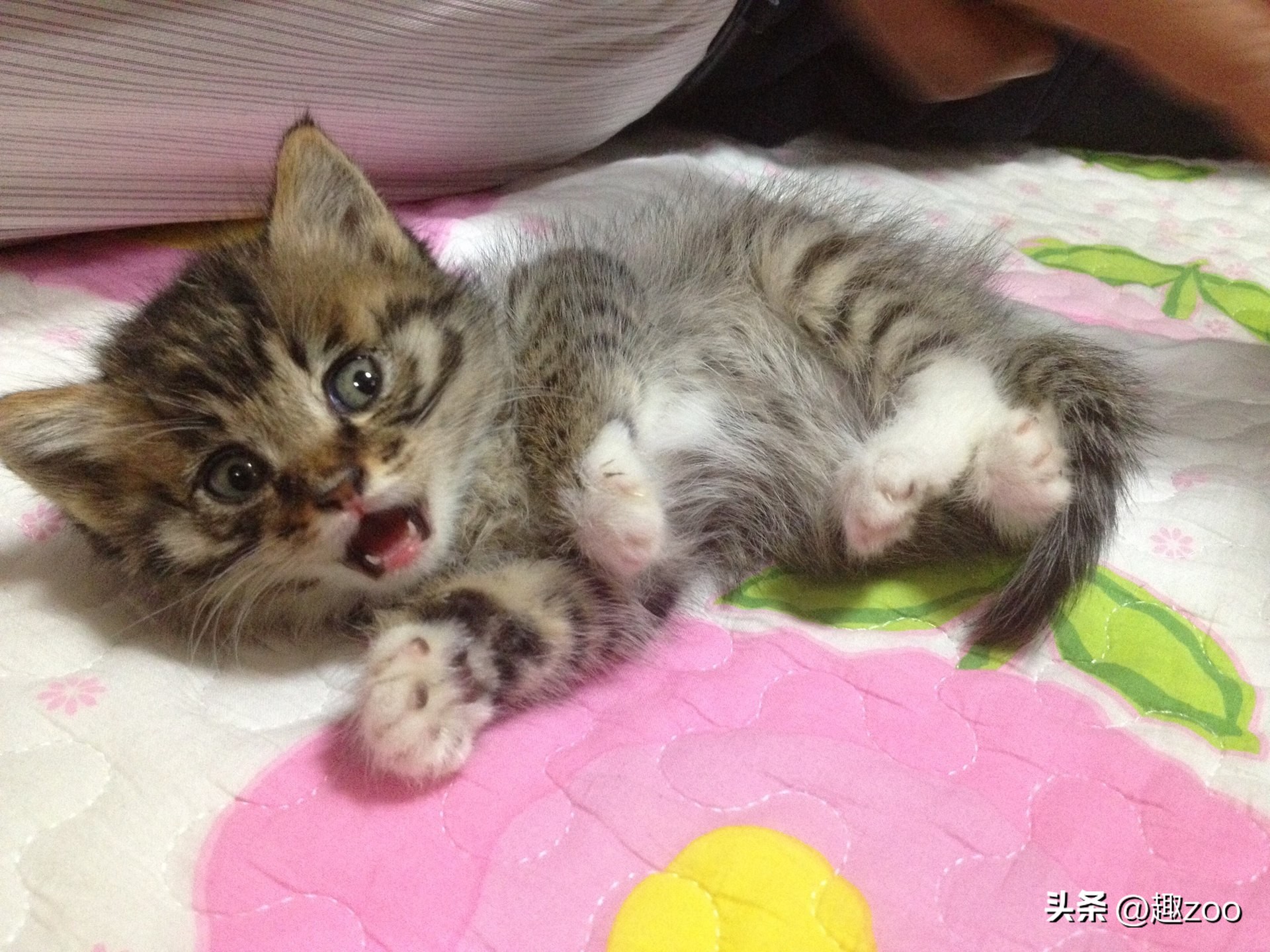 家庭宠物哪个好养活,好玩又好养活的宠物