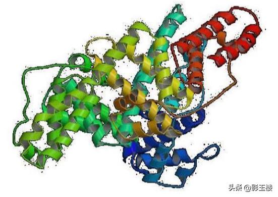 菠萝蜜种子效用,菠萝蜜种子煮熟的功效