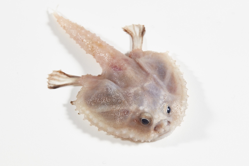 22张难以置信但真实的科学照片,世界上最好看的科学照片