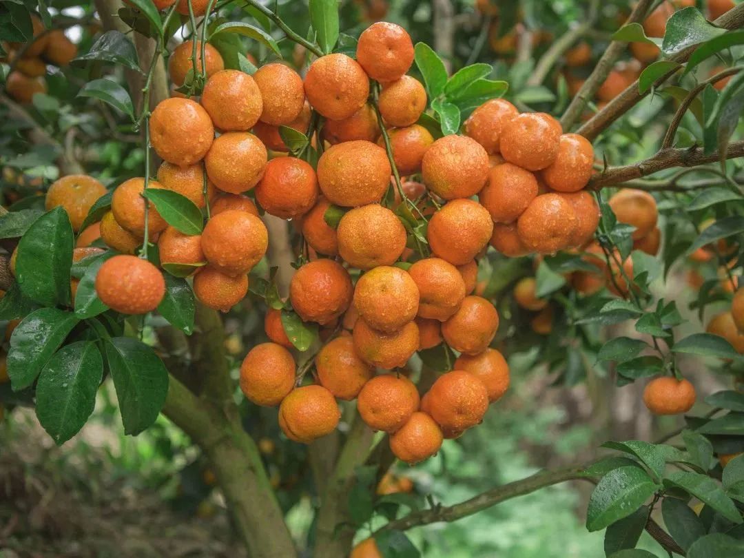 广西沃柑十大最甜柑橘,广西南宁柑橘类水果大量上市
