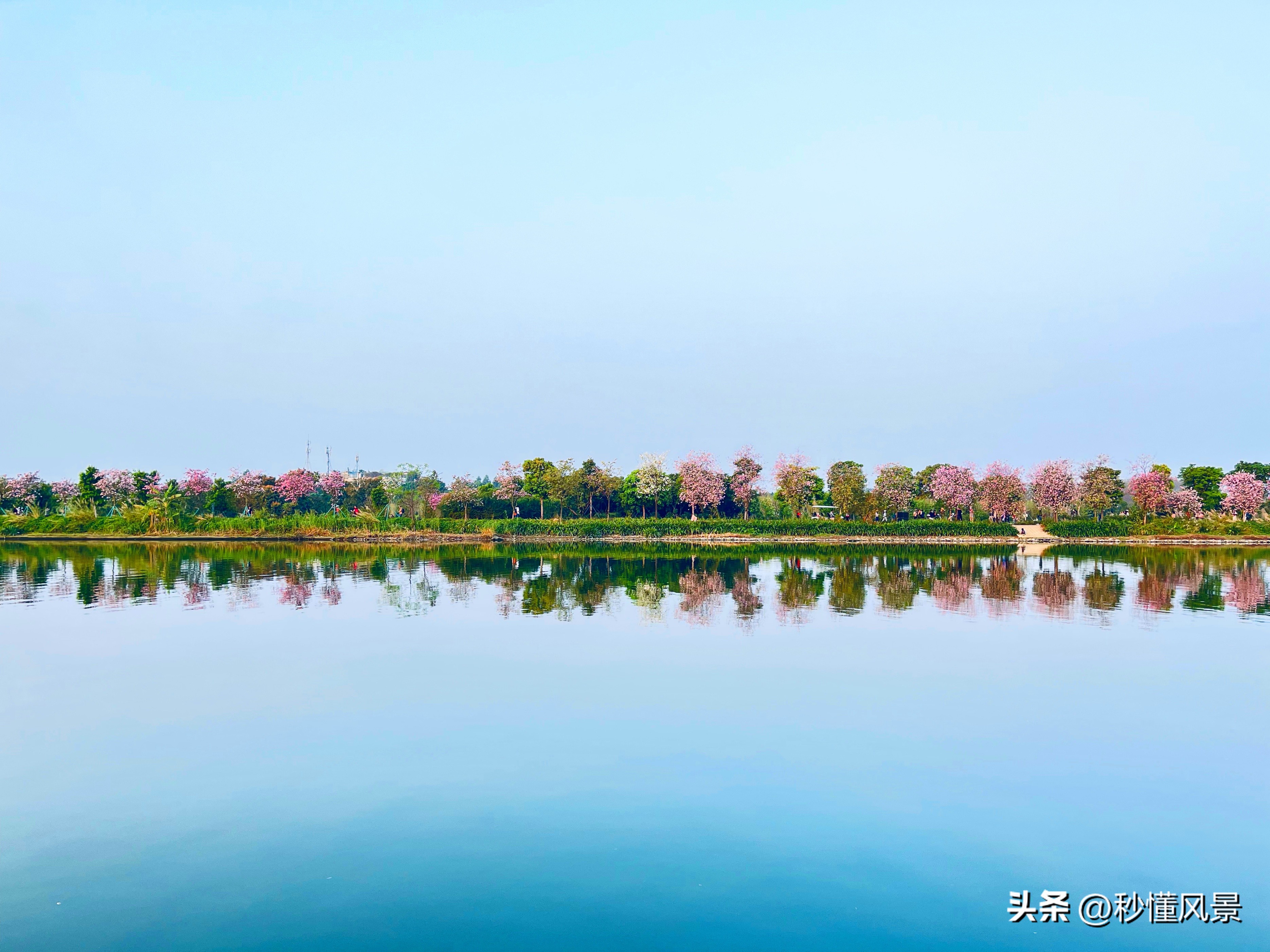12月份广州湿地公园网红打卡地,广州最大的花海公园