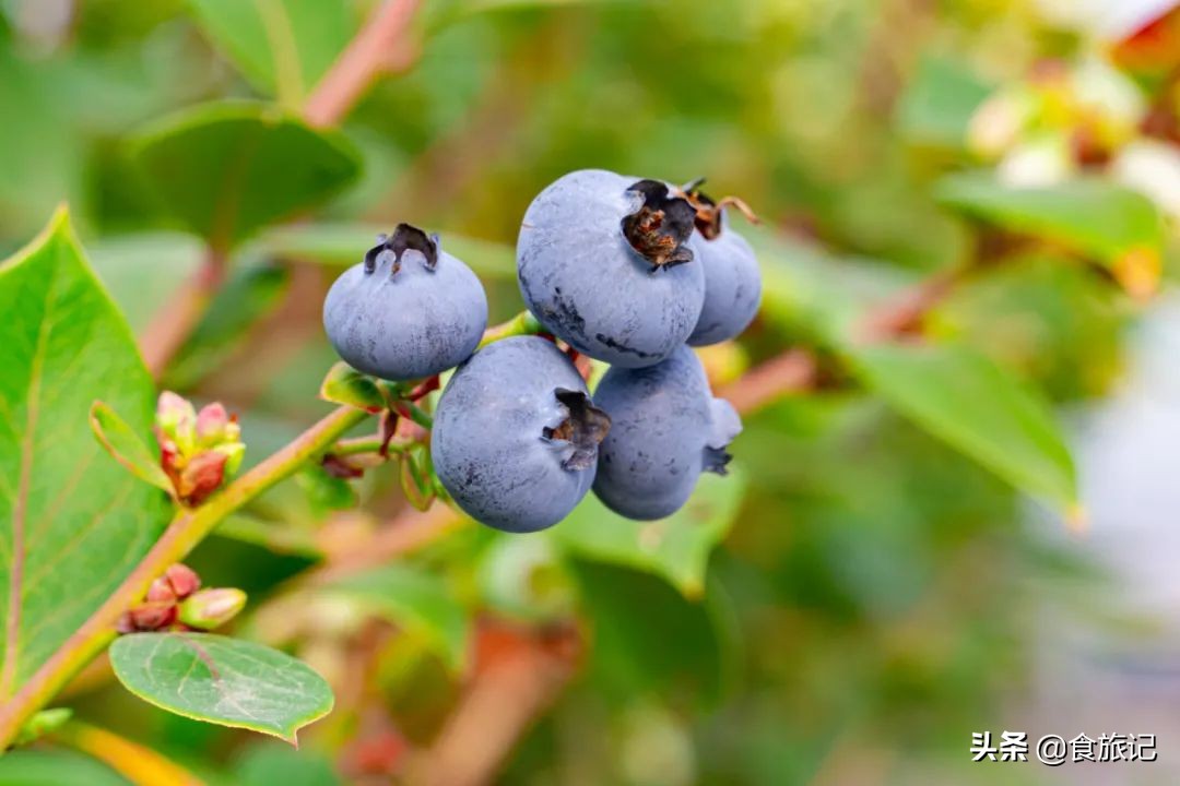 对不起蓝莓,再也不说你只能当摆盘用了