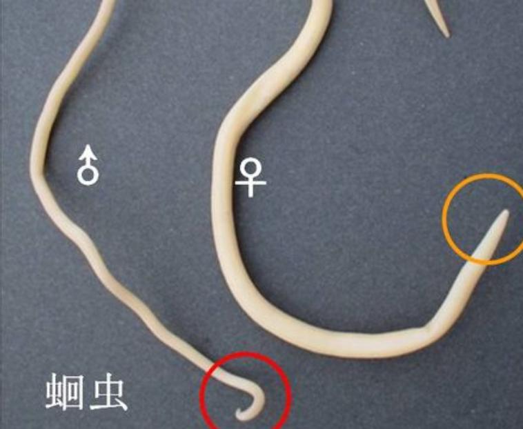 驱蛔虫的宝塔糖为啥现在买不到,宝塔糖蛔虫为什么消失了