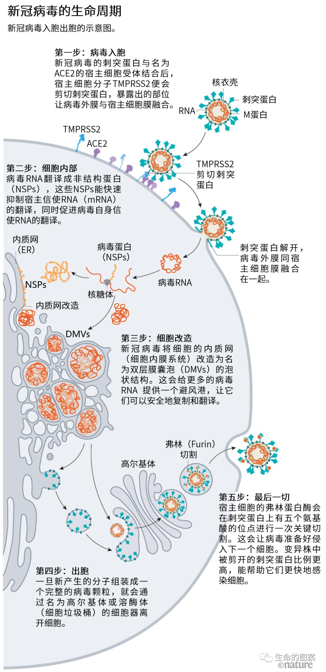 核酸和抗原哪个成本高些,核酸与抗原的区别图解