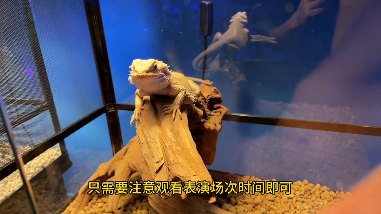 广州动物园二日一夜旅游推荐,广州公园动物园门票多少钱