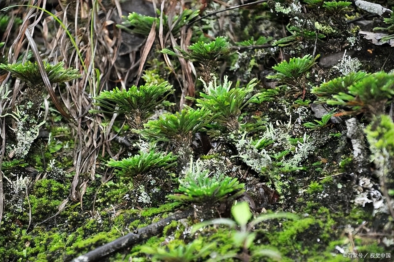 家里可养九死还魂草,家里可以种还魂草