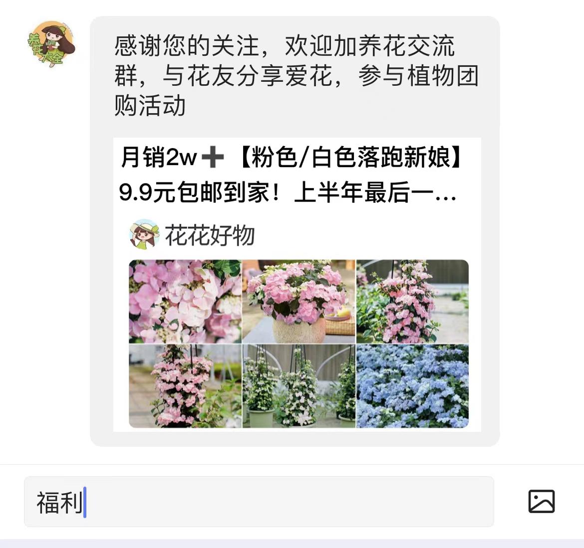 花市买回的花如何处理,花市买花回家后怎么养
