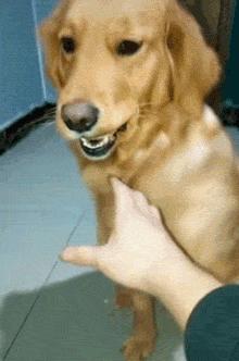 金毛嘴巴一直流白泡沫怎么办,金毛口水泡沫太多了什么原因