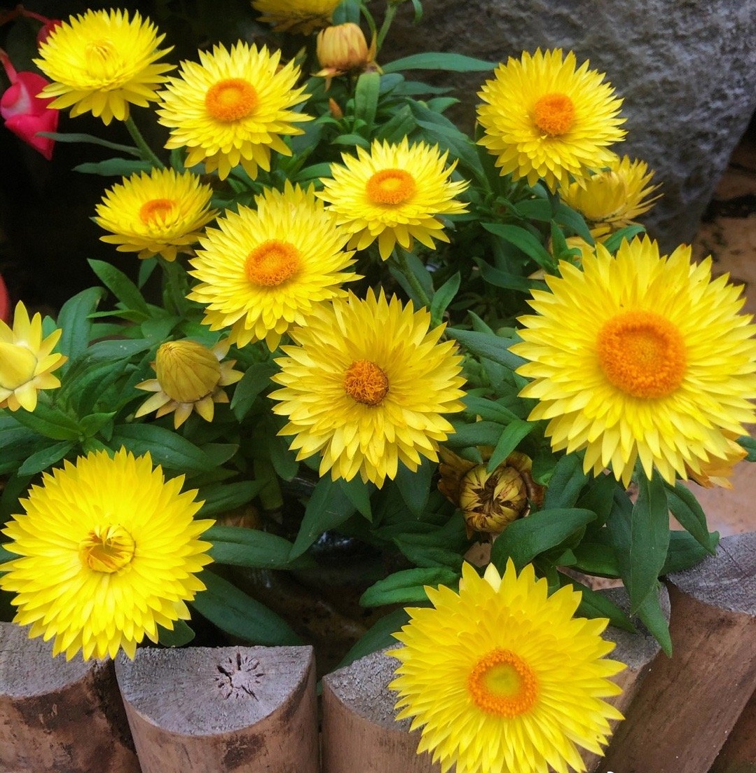 麦秆菊阳台,花期最长的花排名麦秆菊