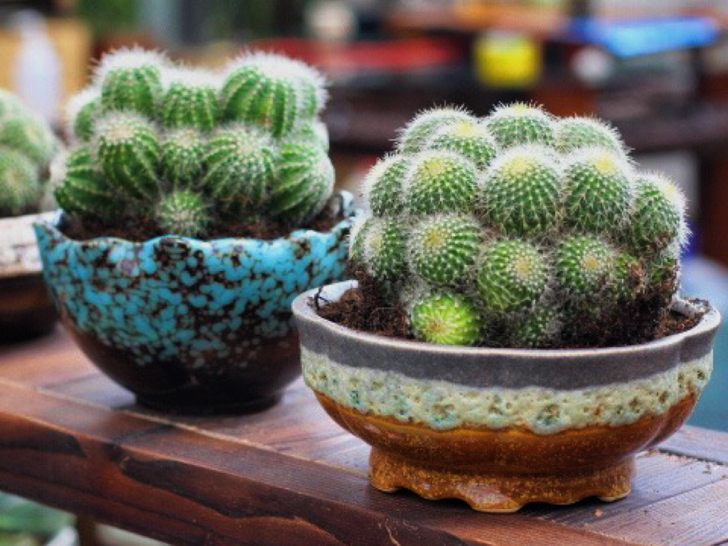 仙人球的养殖方法和注意事项大全,仙人球砍头后创面发黄是怎么回事