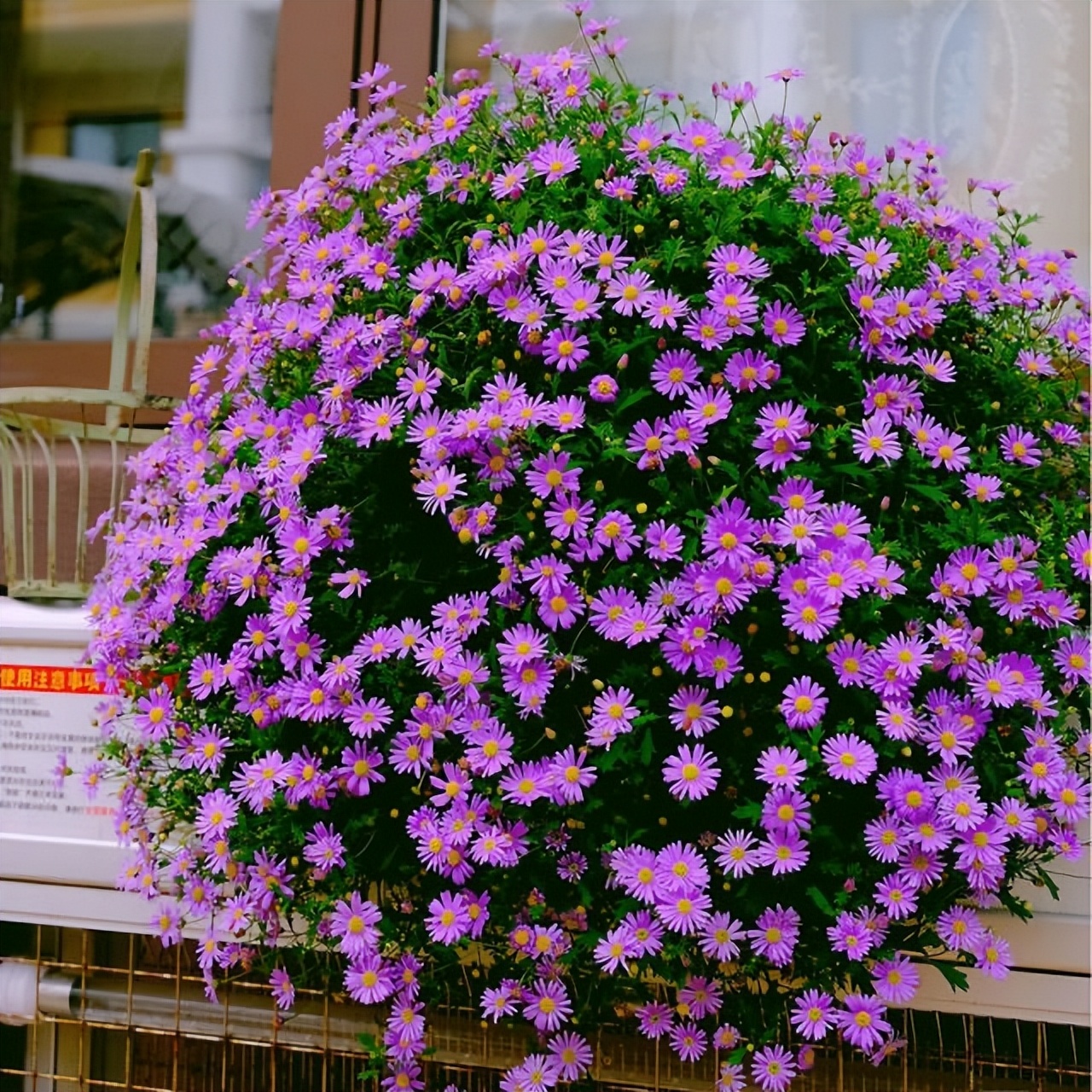 10月份养花注意什么,10月养栀子花