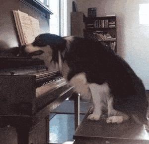 怎么教边牧用各种按钮说话,开拖拉机技术讲解