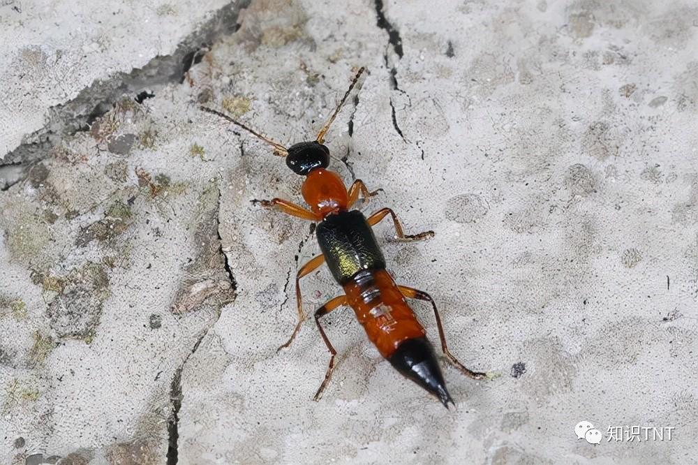 隐翅虫主要分布地区,隐翅虫一般出现在哪些地方